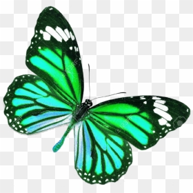 Blue Real Life Butterfly , Png Download - Purple Butterfly Tattoo Design, Transparent Png - mariposa png