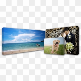 Canvas Photo Printing Singapore, HD Png Download - canvas png