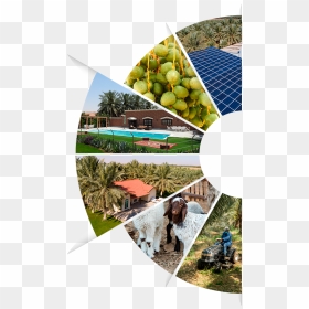 Foto About - Tree, HD Png Download - dates tree png