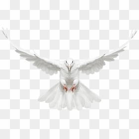 Thumb Image - Flying Dove Front View, HD Png Download - pigeon png images