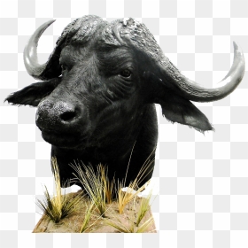 African Buffalo Png Download - Bull, Transparent Png - indian buffalo png