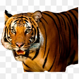 Tiger Png Image - Tiger Png Image Hd, Transparent Png - tiger png image