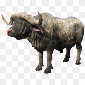 African Buffalo Png Background - Find Out Musk Ox, Transparent Png - indian buffalo png