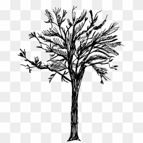 8 Tree Drawing - Tree Drawing Transparent Background, HD Png Download - tress png