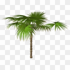 Palm Tree Png - Palm Tree High Resolution, Transparent Png - dates tree png