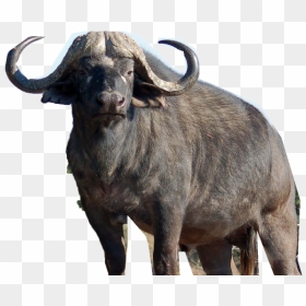 Cape Buffalo, HD Png Download - indian buffalo png