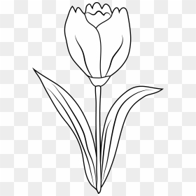 Narcissus flower coloring book to print and online