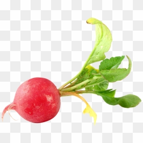 Radish Png, Transparent Png - vegetables png images