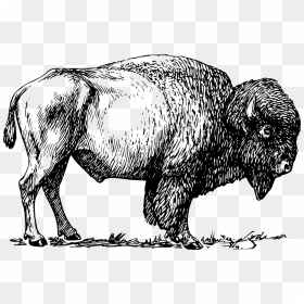Bison Clipart Black And White, HD Png Download - indian buffalo png