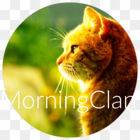 Cat Morning Sun Hd Walselpaper - Good Morning Thursday With A Cat, HD Png Download - sun png hd