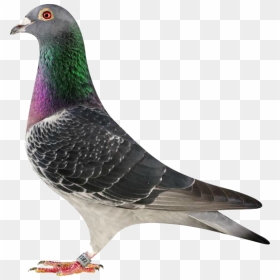 Rock Dove, HD Png Download - pigeon png images