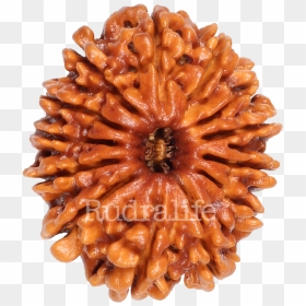 Thirteen Mukhi Rudraksha Rudraksha - Chocolate, HD Png Download - flowers mala png