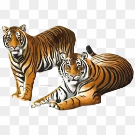 Transparent Tiger Clipart - Tigers Clipart, HD Png Download - tiger png image
