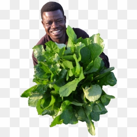 Spinach, HD Png Download - vegetables png images