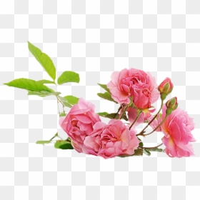 Branch Of Pink Climbing Rose, HD Png Download - mogra flower png