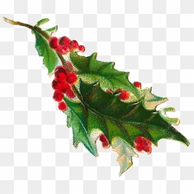 Christmas Berries Clipart Picture Transparent Library - Transparent Background Holly Clipart, HD Png Download - holly leaves png