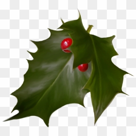 Holly Christmas Advent Wreath Holiday - Hojas De La Corona De Adviento, HD Png Download - holly leaves png