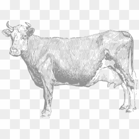 Vintage-cattle, HD Png Download - cow png images
