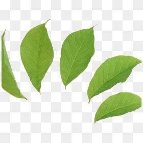 Mint Leaves Transparentbackground, HD Png Download - mango leaf png