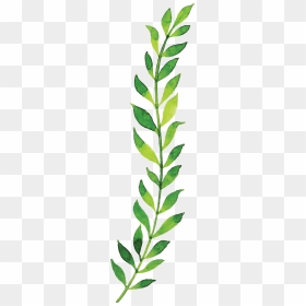 Herbaceous Plant, HD Png Download - holly leaves png