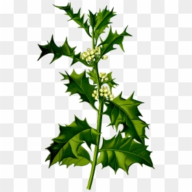 Holly - Ilex Aquifolium L, HD Png Download - holly leaves png
