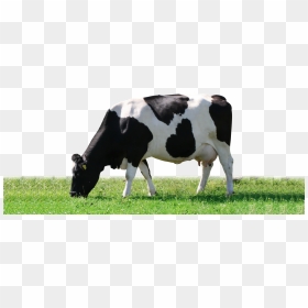 Artisan Dairy Ice Cream - Black And White Cow Eating Grass, HD Png Download - cow png images