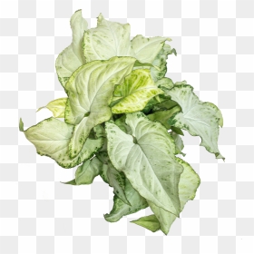Syngonium Holly, HD Png Download - holly leaves png