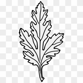 Vẽ Lá Hoa Cúc, HD Png Download - holly leaves png