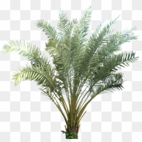 Palm Plant Transparent Background, HD Png Download - palm plant png