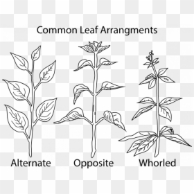 Alternate Opposite Whorled Leaves, HD Png Download - weed bong png
