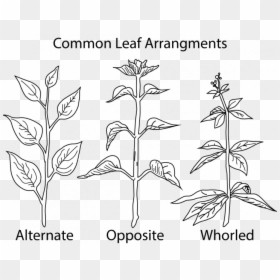 Alternate Opposite Whorled Leaves, HD Png Download - weed bong png