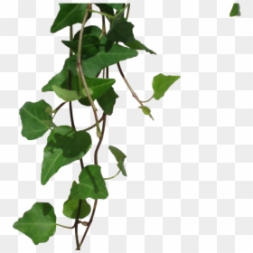 Transparent Ivy Png, Png Download - thorn vine png