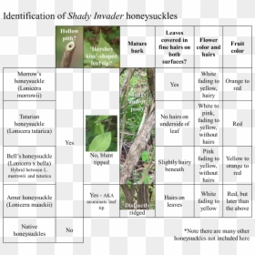 Honeysuckle How To Identify, HD Png Download - thorn vine png