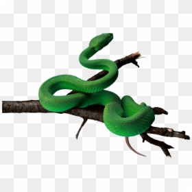 Green Snake Png Hd, Transparent Png - snake emoji png