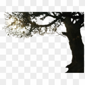 Tree With Branches Png, Transparent Png - tree border png