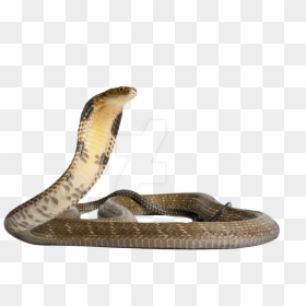 Transparent Snake Png, Png Download - snake emoji png