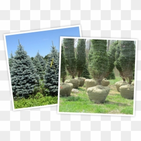 Colorado Spruce, HD Png Download - tress png