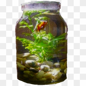 Indoor Water Garden In A Jar , Png Download - Make Your Aquarium Look More Natural, Transparent Png - water jar png
