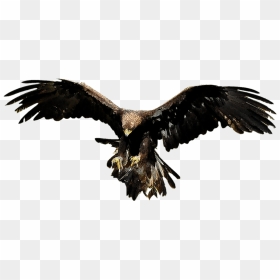 Thumb Image - Buzzard Png, Transparent Png - aguila png
