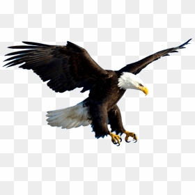 Eagle Flying Psd , Png Download - Eagle Animal Png, Transparent Png - aguila png