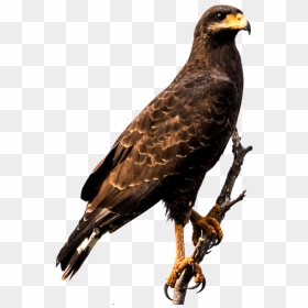 Hawk Sitting Png, Transparent Png - aguila png