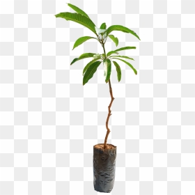 Houseplant, HD Png Download - mango leaf png