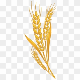 Wheat Prairie Bran Harvest Clipart Free Transparent - Wheat Clipart, HD Png Download - harvest png