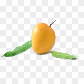 Loquat, HD Png Download - mango leaf png