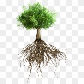 Raices Del Arbol De Mango , Png Download - Tree With Roots Transparent Background, Png Download - mango leaf png