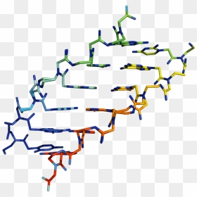 Nucleic Acid, HD Png Download - acid png