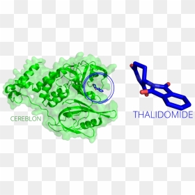 20170525 Thalidomide Cereblon - Graphics, HD Png Download - drug png