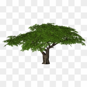 Acacia Tree Png - Acacia Tree Clipart Transparent, Png Download - thorn png