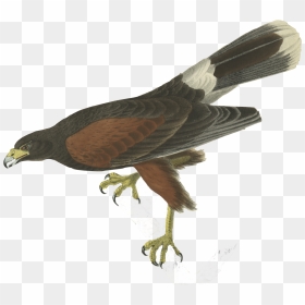 Bird - John James Audubon, HD Png Download - rko outta nowhere png