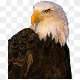 Eagle , Png Download - Aguila Png Hd, Transparent Png - aguila png